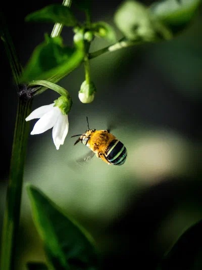Amegilla sp.