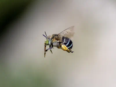 Amegilla sp.