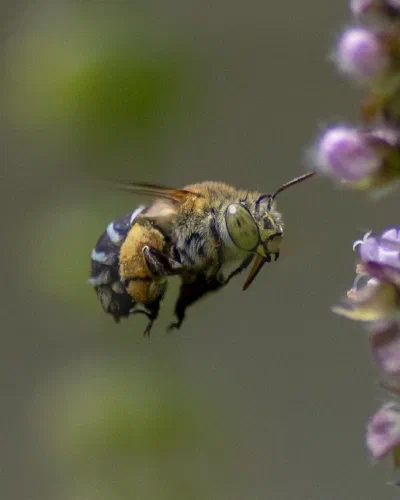 Amegilla sp.