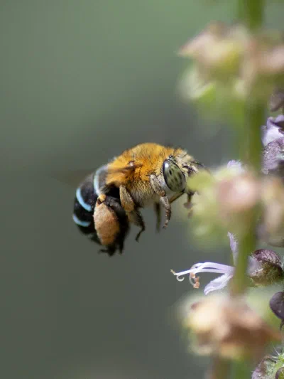 Amegilla sp.