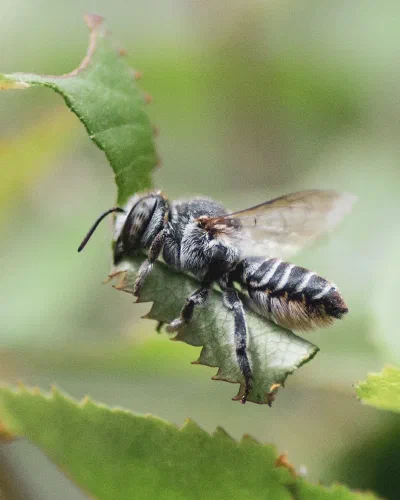 Megachile sp.