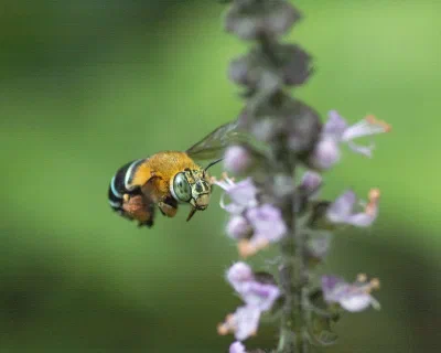 Amegilla sp.