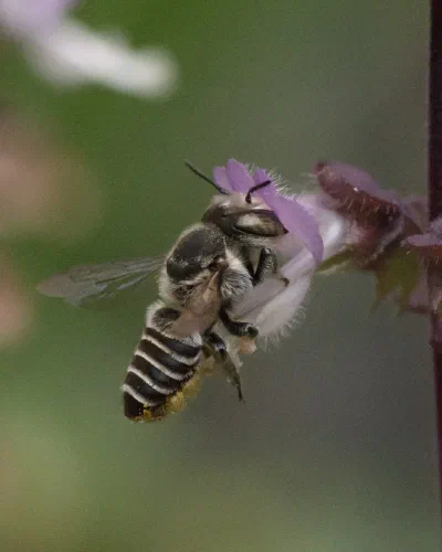 Megachile sp.