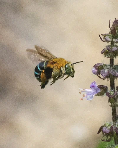 Amegilla sp.