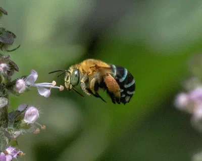 Amegilla sp.