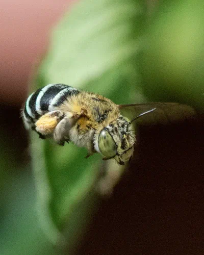 Amegilla sp.