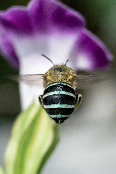 Amegilla sp.