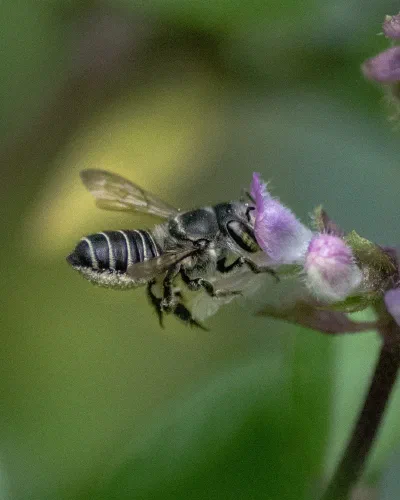 Megachile sp.