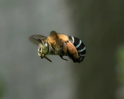 Amegilla sp.