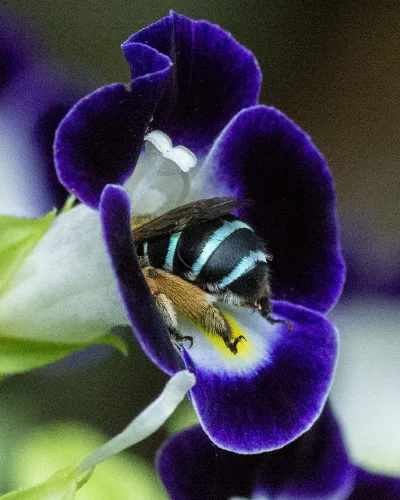 Amegilla sp.