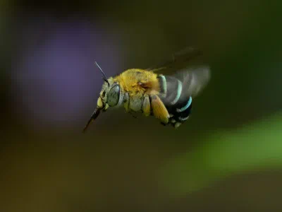 Amegilla sp.