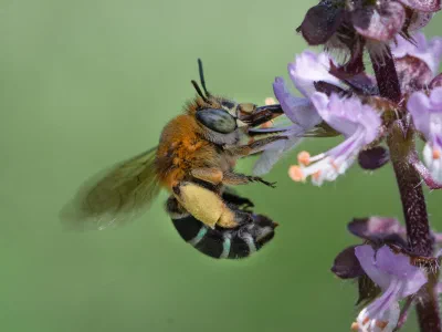 Amegilla sp.