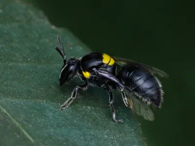 Hylaeus sp.