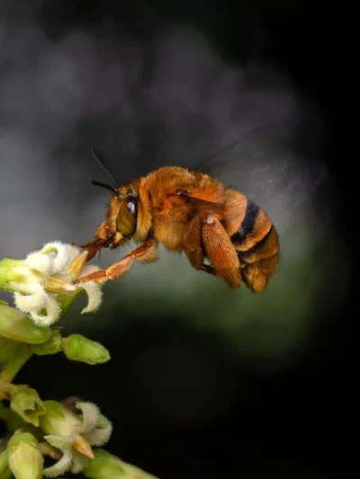Amegilla sp.