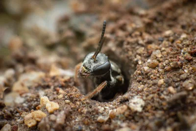 Lasioglossum (Homalictus) sp.