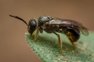Lasioglossum (Homalictus) sp.