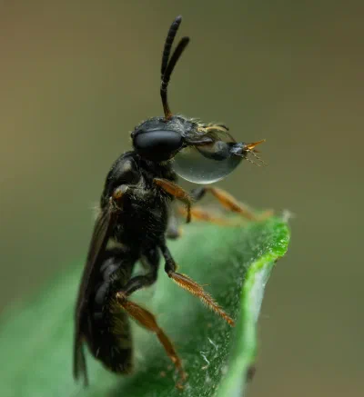 Lasioglossum (Homalictus) sp.