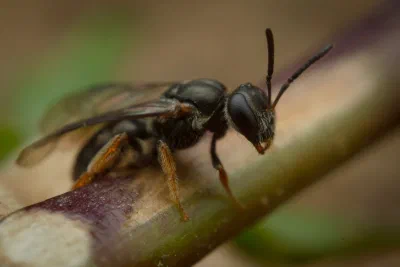 Lasioglossum (Homalictus) sp.