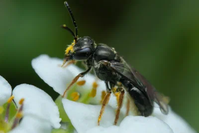 Lasioglossum (Homalictus) sp.