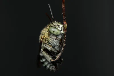 Amegilla sp.