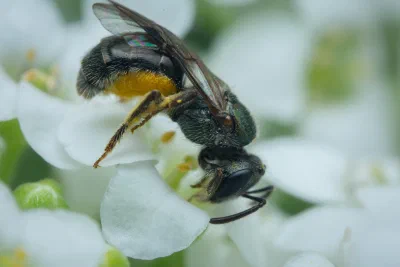Lasioglossum (Homalictus) sp.
