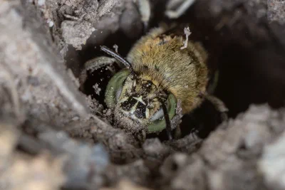 Amegilla sp.