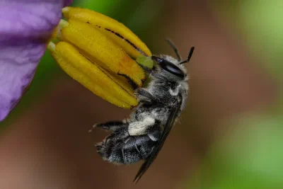 Lipotriches sp.