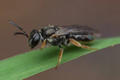 Lasioglossum (Homalictus) sp.