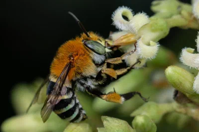Amegilla sp.