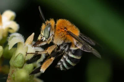 Amegilla sp.