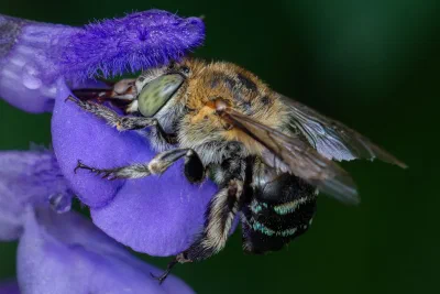 Amegilla sp.