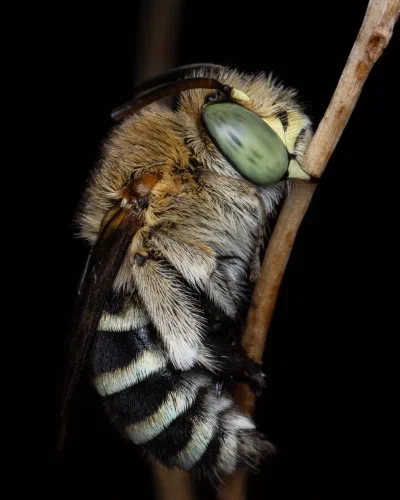 Amegilla sp.