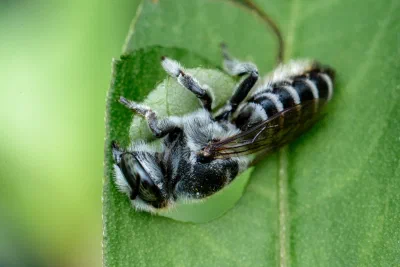 Megachile sp.
