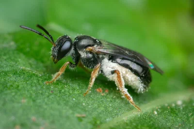 Lasioglossum (Homalictus) sp.