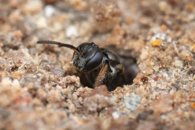 Lasioglossum sp.