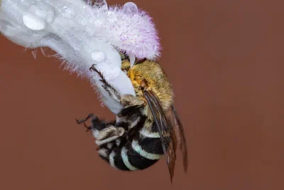 Amegilla sp.