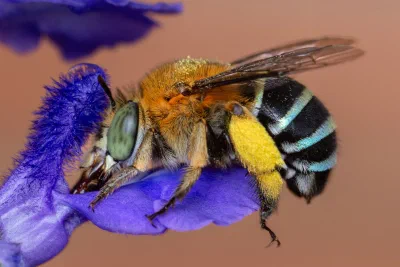 Amegilla sp.