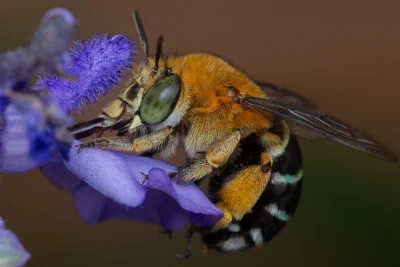 Amegilla sp.