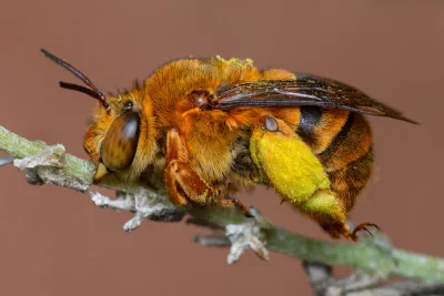 Amegilla (Asaropoda) sp.
