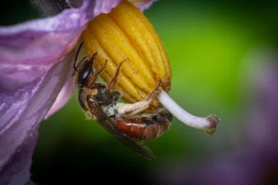 Lasioglossum sp.