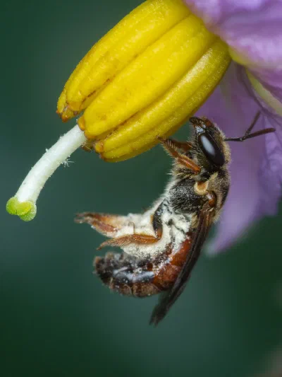 Lasioglossum sp.