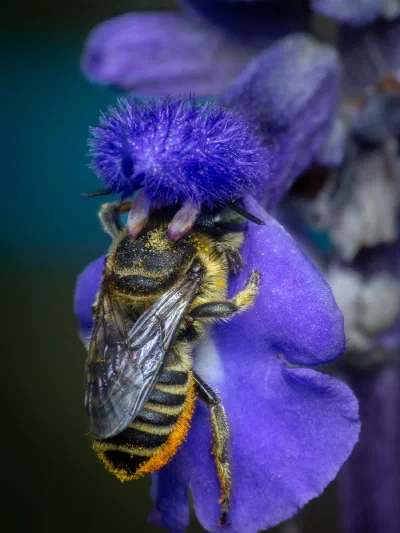 Megachile sp.