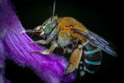 Amegilla sp.