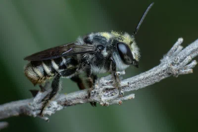 Megachile sp.