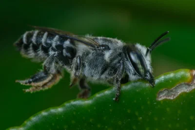Megachile (Lithurgus) sp.