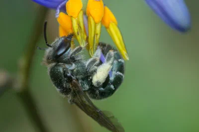 Lipotriches sp.