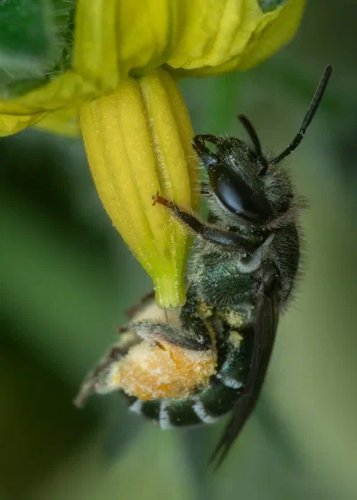 Lipotriches sp.