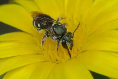 Lasioglossum sp.