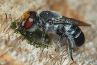 Megachile aurifrons
