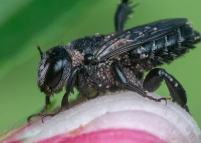 Megachile (Lithurgus) sp.